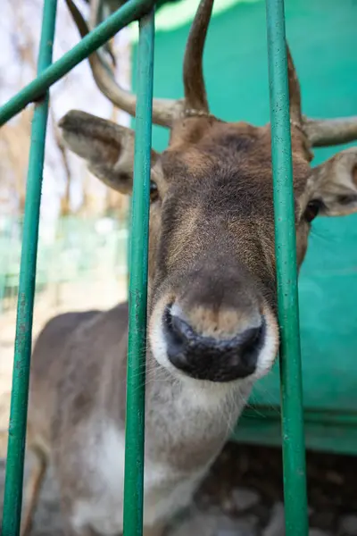 Geyiği Çitin Arkasında Kapat