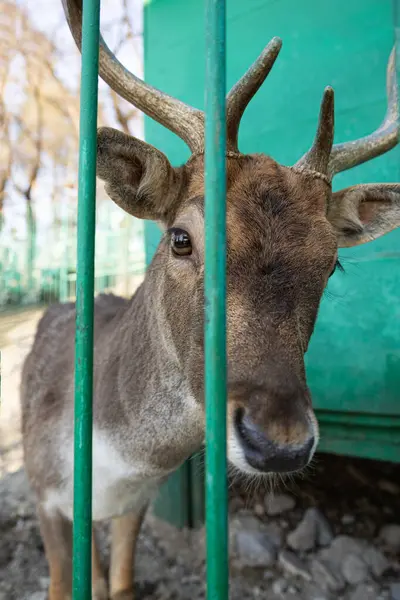 Yeşil Parmaklıkların Arkasında Sika Geyiği
