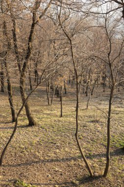 Hillside 'da Çıplak Ağaçlar Erken Bahar