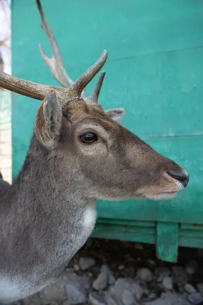 Geyik Başı Profilini Kapat