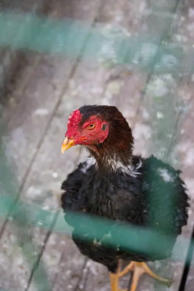 Genç bir Shamo Tavuğunun Yakın Çekimi