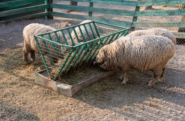 Çevredeki Oktan Koyun Besleme