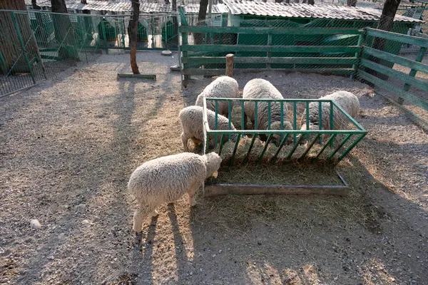 Çevrede Koyun Yiyen Saman Sürüsü