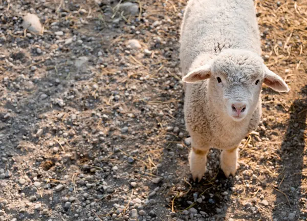 Meraklı Kuzu Kameraya Bakıyor