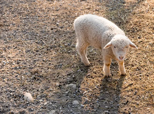 Tek Kuzu Çakıl Zemininde Duruyor