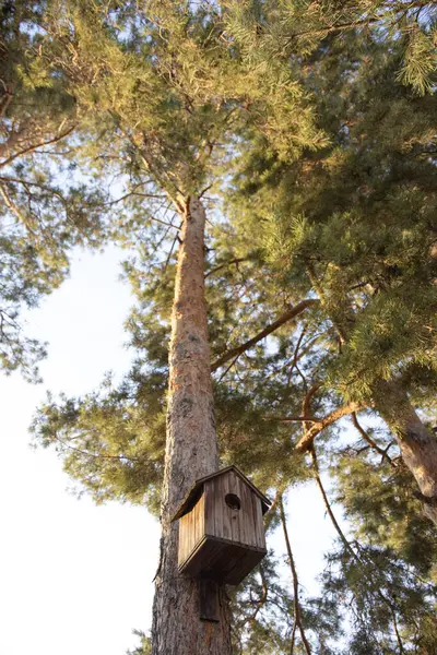 Tahta Kuş Evi Yükseklerde Ağaç