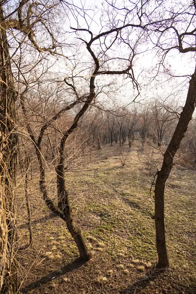 Kış Tepesine Bakan Çıplak Ağaçlar