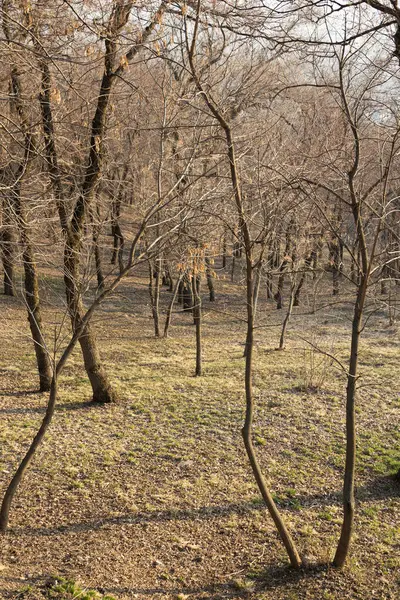 Hillside 'da Çıplak Ağaçlar Erken Bahar