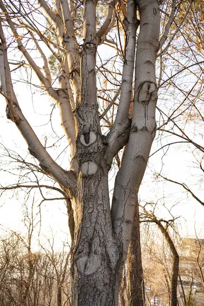 Warble Fly Pupae ile Ağaç Kabuğu