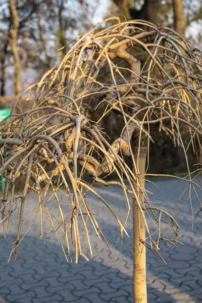 Ağlayan Söğüt Dalları Kış