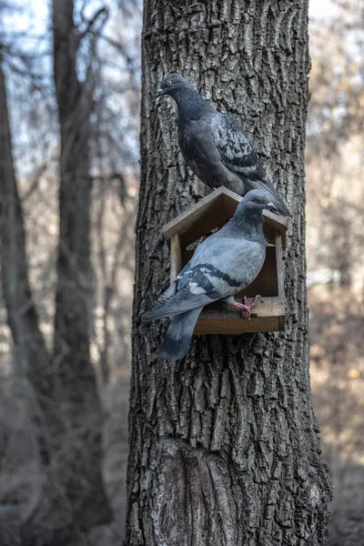 İki Güvercin Kuş Evi Ağacı Gövdesi