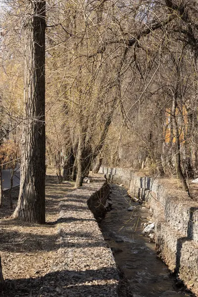 Çıplak Ağaçlar Arasında Şehir Deresi