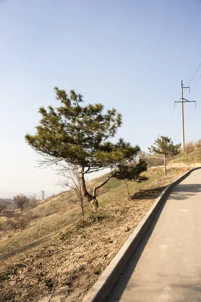 Kavisli Çam Ağacı Tepesi Yolu