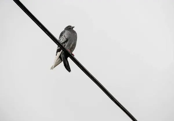Elektrik kablolarına tünemiş güvercin