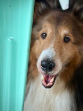 Shetland Çoban Köpeği (Sheltie), burnuna ve anlamlı bakışlarına odaklanarak önden görüldü. Köpek açık yeşil bir yapının arasında belirir..