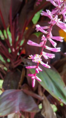 İğnesiz bir arı çiçeğe konar.