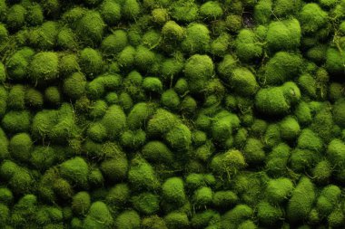 Yosunlu orman yüzey dokusunun işlenmiş kolajı. Pankart, arkaplan veya 3B haritalama için doku