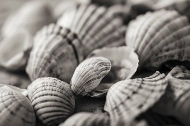 Yığınla deniz kabuğunun tonlanmış görüntüsü. Bir sürü deniz kabuğu üst üste yığılmış. Yakın plan.