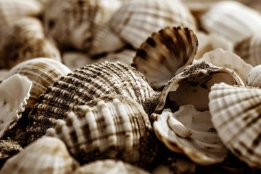 Yığınla deniz kabuğunun tonlanmış görüntüsü. Bir sürü deniz kabuğu üst üste yığılmış. Yakın plan.