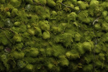 Yosunlu orman yüzey dokusunun işlenmiş kolajı. Pankart, arkaplan veya 3B haritalama için doku