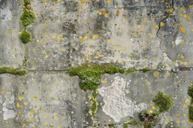Eski, kumlu, beton yosunlu duvarın fotoğrafı. Arkaplan veya haritalama için arkaplan dokusu
