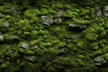 Yosunlu orman yüzey dokusunun işlenmiş kolajı. Pankart, arkaplan veya 3B haritalama için doku