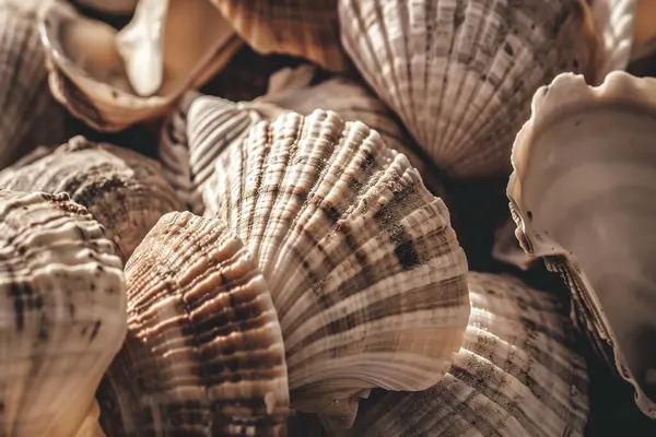 Yığınla deniz kabuğunun tonlanmış görüntüsü. Bir sürü deniz kabuğu üst üste yığılmış. Yakın plan.