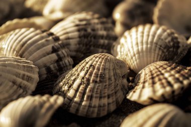 Yığınla deniz kabuğunun tonlanmış görüntüsü. Bir sürü deniz kabuğu üst üste yığılmış. Yakın plan.
