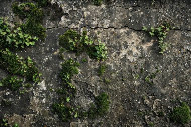 Eski, kumlu, beton yosunlu duvarın fotoğrafı. Arkaplan veya haritalama için arkaplan dokusu