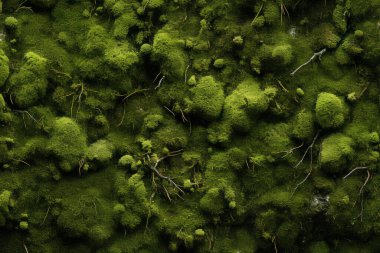 Yosunlu orman yüzey dokusunun işlenmiş kolajı. Pankart, arkaplan veya 3B haritalama için doku