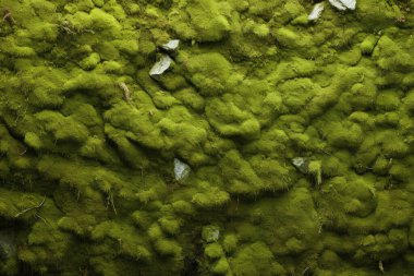 Yosunlu orman yüzey dokusunun işlenmiş kolajı. Pankart, arkaplan veya 3B haritalama için doku