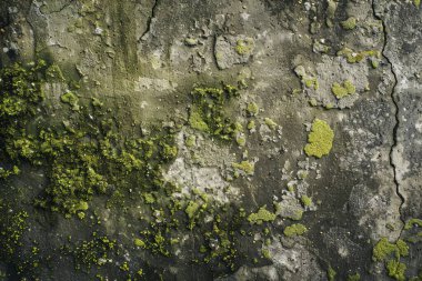 Eski, kumlu, beton yosunlu duvarın fotoğrafı. Arkaplan veya haritalama için arkaplan dokusu