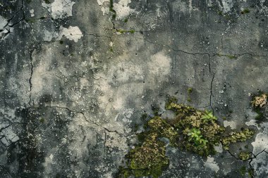Eski, kumlu, beton yosunlu duvarın fotoğrafı. Arkaplan veya haritalama için arkaplan dokusu