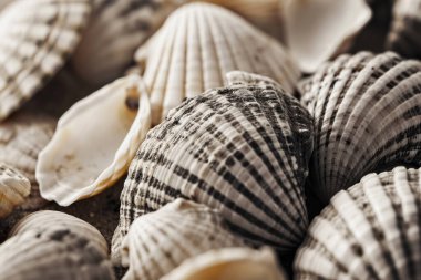 Yığınla deniz kabuğunun tonlanmış görüntüsü. Bir sürü deniz kabuğu üst üste yığılmış. Yakın plan.