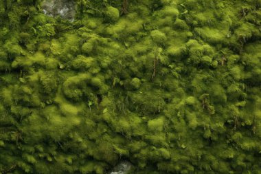 Yosunlu orman yüzey dokusunun işlenmiş kolajı. Pankart, arkaplan veya 3B haritalama için doku