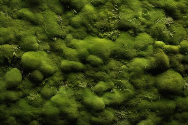 Yosunlu orman yüzey dokusunun işlenmiş kolajı. Pankart, arkaplan veya 3B haritalama için doku