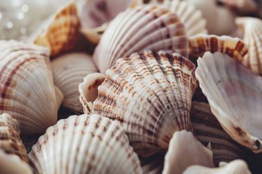 Yığınla deniz kabuğunun tonlanmış görüntüsü. Bir sürü deniz kabuğu üst üste yığılmış. Yakın plan.