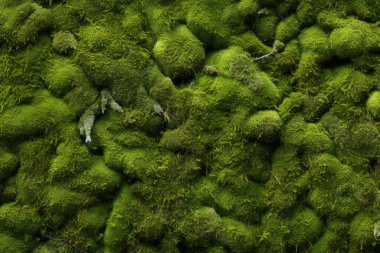 Yosunlu orman yüzey dokusunun işlenmiş kolajı. Pankart, arkaplan veya 3B haritalama için doku