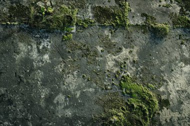 Eski, kumlu, beton yosunlu duvarın fotoğrafı. Arkaplan veya haritalama için arkaplan dokusu