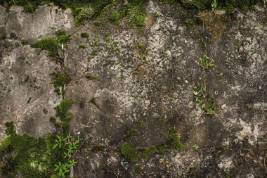 Eski, kumlu, beton yosunlu duvarın fotoğrafı. Arkaplan veya haritalama için arkaplan dokusu