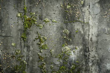 Eski, kumlu, beton yosunlu duvarın fotoğrafı. Arkaplan veya haritalama için arkaplan dokusu