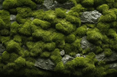Yosunlu orman yüzey dokusunun işlenmiş kolajı. Pankart, arkaplan veya 3B haritalama için doku