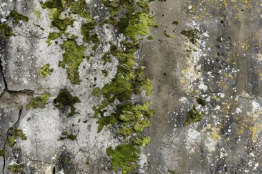 Eski, kumlu, beton yosunlu duvarın fotoğrafı. Arkaplan veya haritalama için arkaplan dokusu