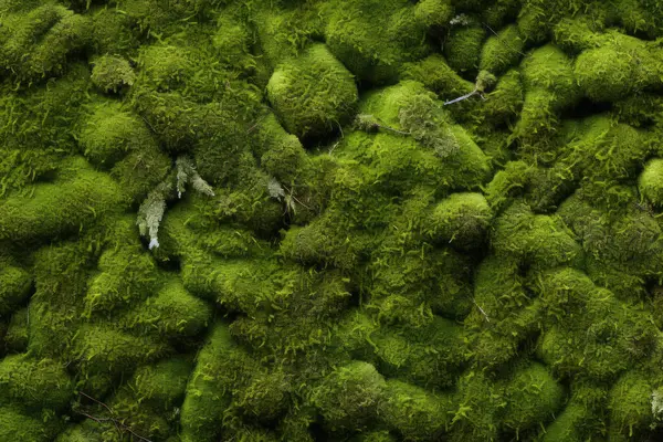 Yosunlu orman yüzey dokusunun işlenmiş kolajı. Pankart, arkaplan veya 3B haritalama için doku