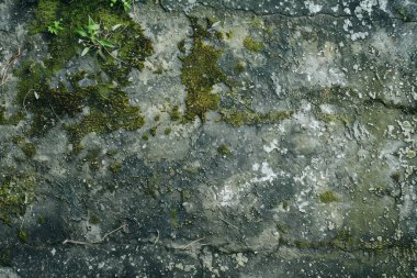 Eski, kumlu, beton yosunlu duvarın fotoğrafı. Arkaplan veya haritalama için arkaplan dokusu