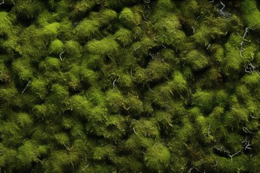 Yosunlu orman yüzey dokusunun işlenmiş kolajı. Pankart, arkaplan veya 3B haritalama için doku