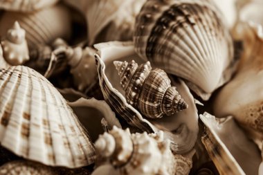 Yığınla deniz kabuğunun tonlanmış görüntüsü. Bir sürü deniz kabuğu üst üste yığılmış. Yakın plan.