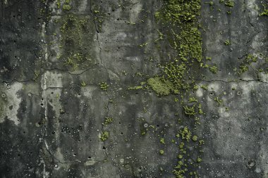 Eski, kumlu, beton yosunlu duvarın fotoğrafı. Arkaplan veya haritalama için arkaplan dokusu
