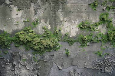 Eski, kumlu, beton yosunlu duvarın fotoğrafı. Arkaplan veya haritalama için arkaplan dokusu
