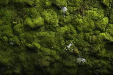 Yosunlu orman yüzey dokusunun işlenmiş kolajı. Pankart, arkaplan veya 3B haritalama için doku